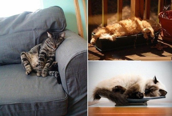 Кот может спать в любых позах)