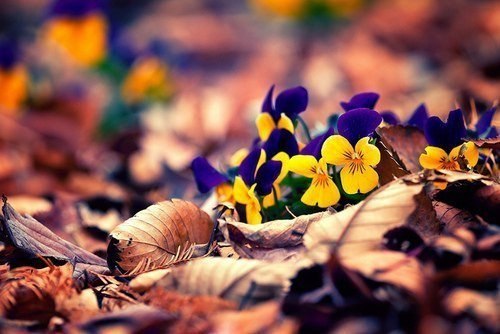 Осень — это вторая весна, когда каждый лист — цветок.