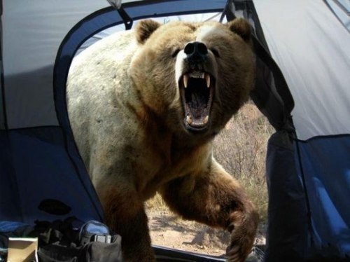 Последнее фото Мошио Хирошино, известного японского фотографа дикой природы. Растерзан медведем на просторах Камчатки 8 августа 1996 года. Перед смертью он решил сделать свой лучший кадр.