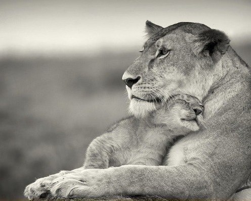 Любовь матери к своим детям - самая сильная любовь на свете...