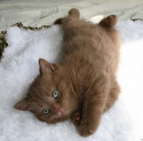 Британский короткошерстный котенок цвета корицы