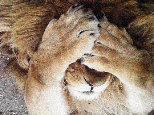 Сегодня услышала по телевизору, что взрослому льву требуется 20 часов на отдых каждый день. Я так и знала — я взрослый лев!