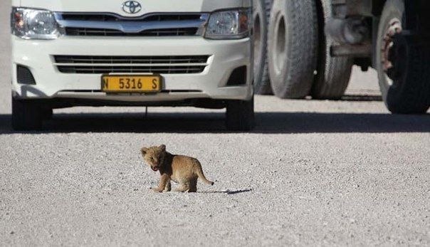 Переходящий дорогу львенок в национальном парке Etosha National Park в Намибии (Африка).