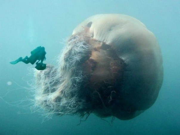 Это не "фотошоп". Такая гигантская медуза действительно существует в природе. Это арктическая цианея — самая крупная медуза Мирового океана.