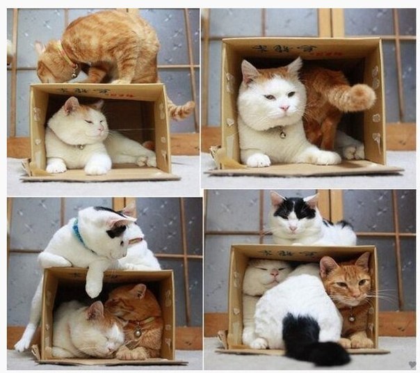 Инструкция как ловить кошек: 1) возьмите пустую коробку. 2) ждите..
