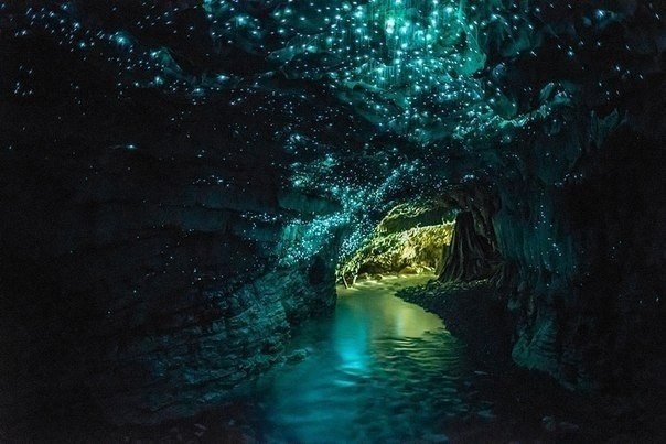 Пещера Waitamo, в Новой Зеландии