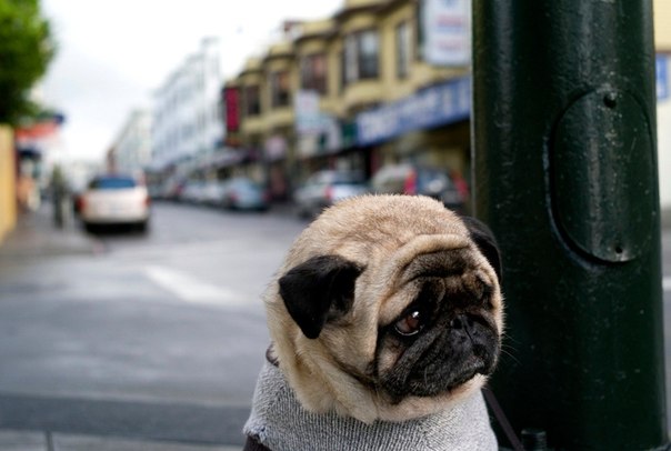 Самый грустный пес в мире