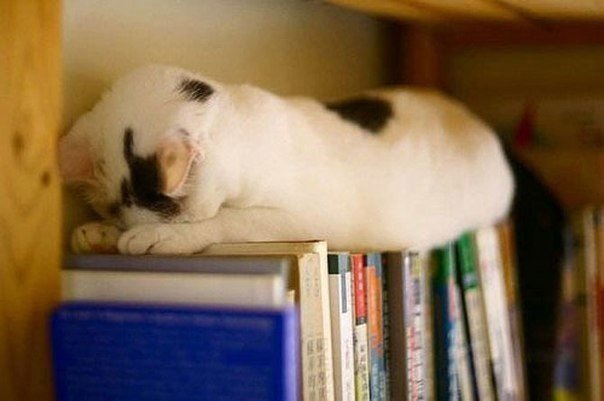 7 самых креативных кошачьих поз для сна! 
