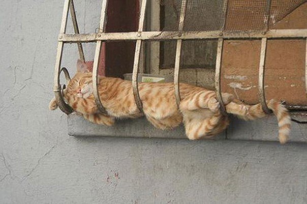 7 самых креативных кошачьих поз для сна! 