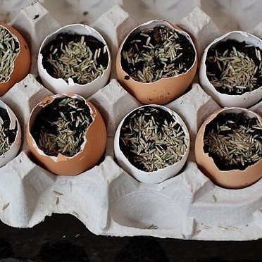 Как вырастить цветы в яичной скорлупе